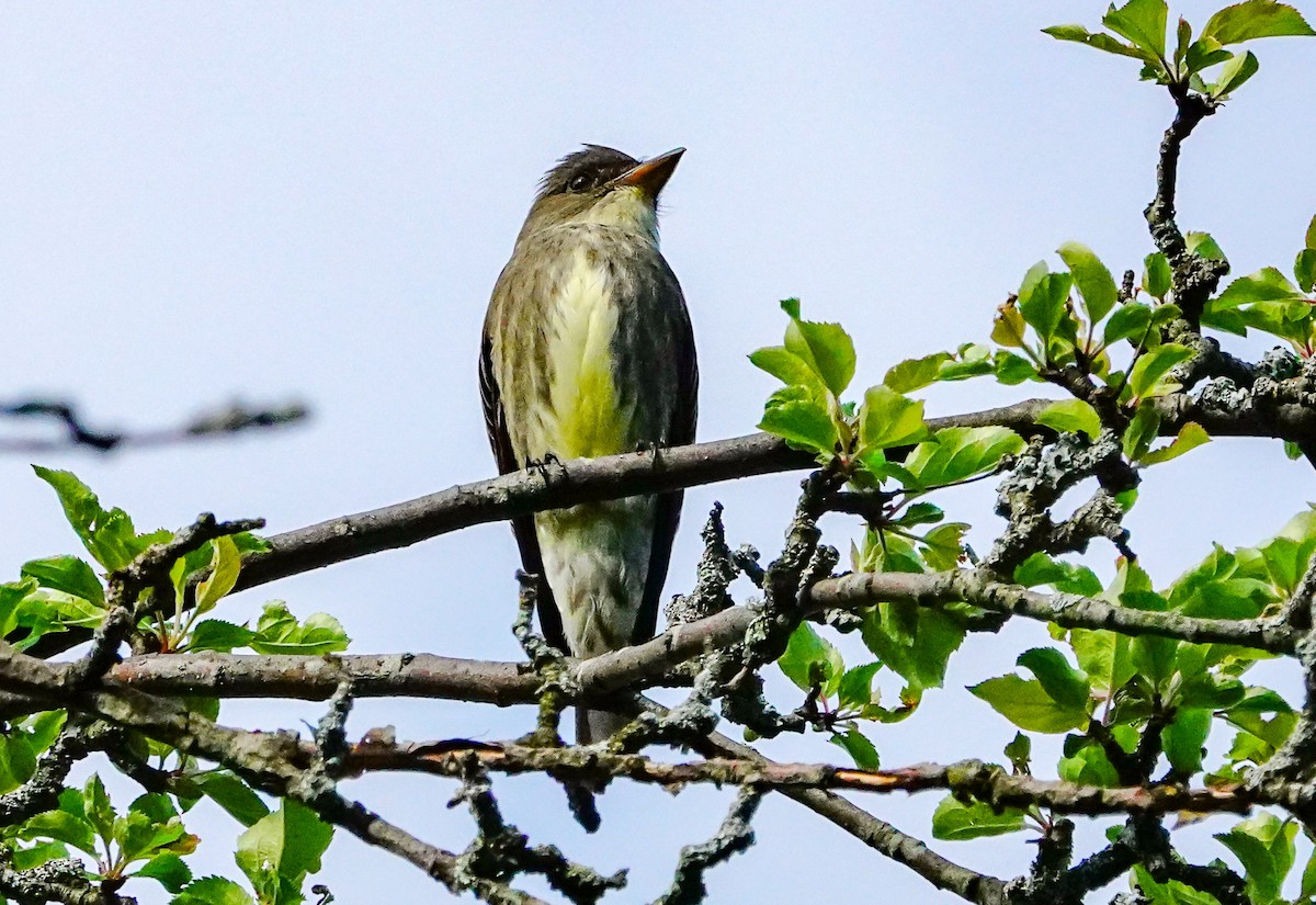 Olive-sided Flycatcher - Gale VerHague