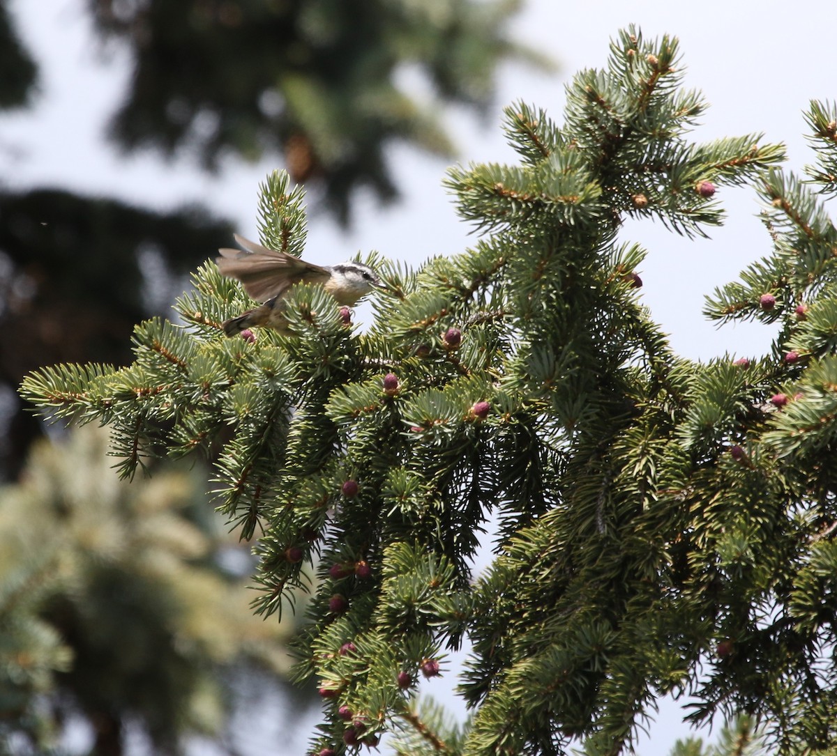 Red-breasted Nuthatch - ML159272841