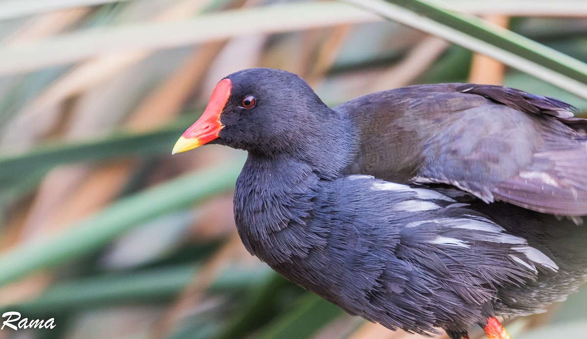 Gallinule poule-d'eau - ML159276021