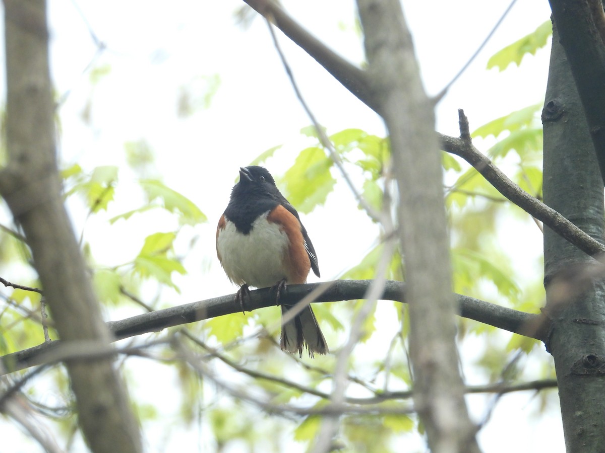 Tohi à flancs roux - ML159280121