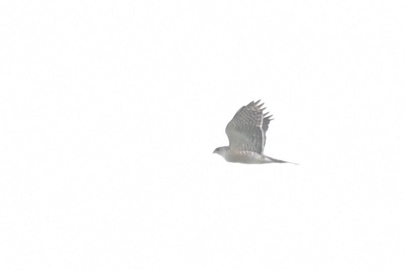 Japanese Sparrowhawk - ML159282821