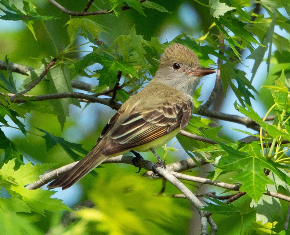 Great Crested Flycatcher - ML159283261