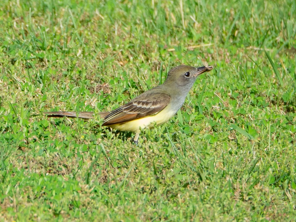 Great Crested Flycatcher - ML159283301