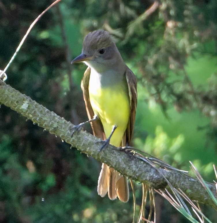 Great Crested Flycatcher - ML159283331