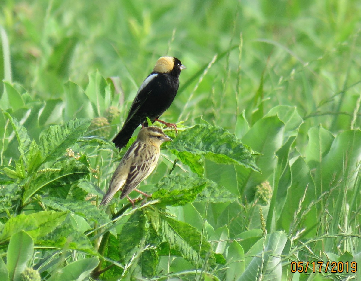Bobolink - ML159285811