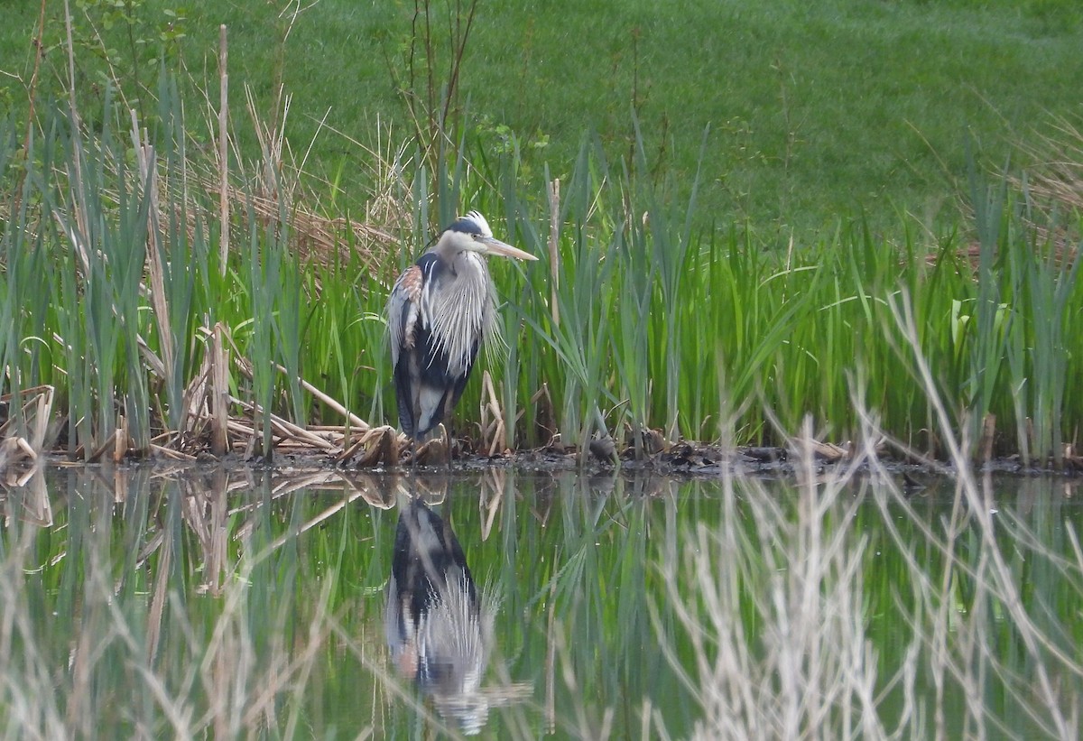 Great Blue Heron - ML159285901