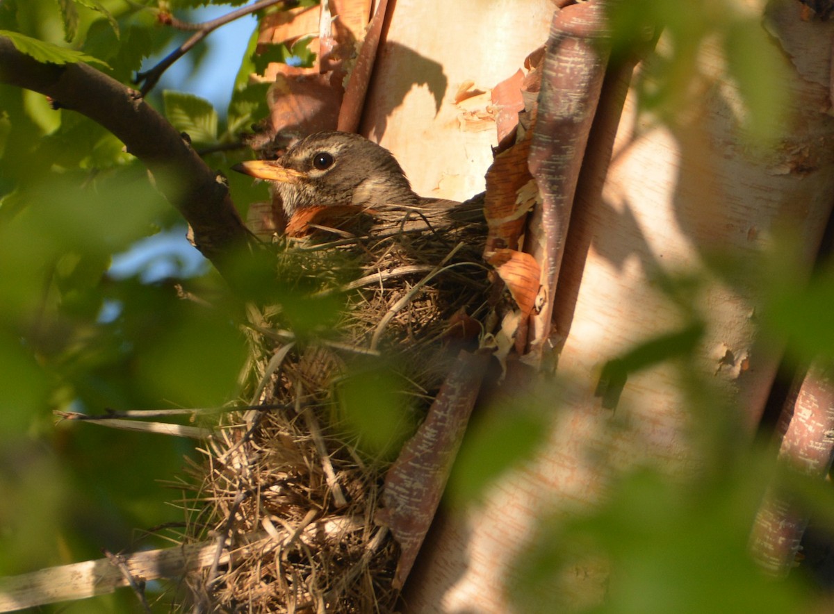 American Robin - ML159289391