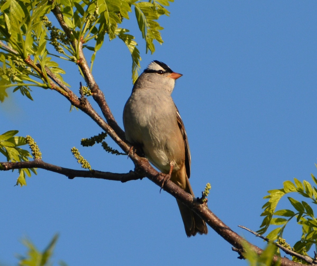 White-crowned Sparrow - ML159289421