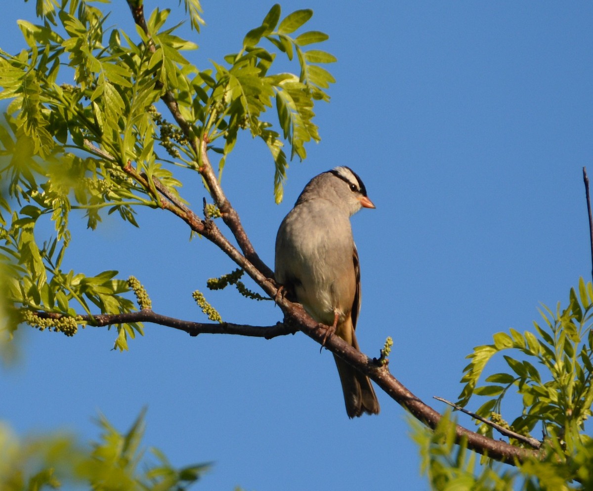 White-crowned Sparrow - ML159289441