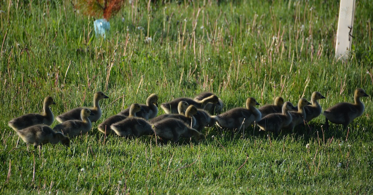 Canada Goose - ML159289471