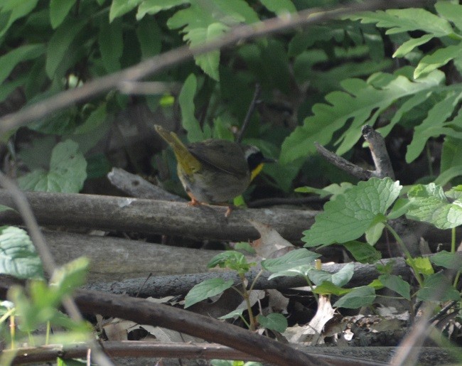 Common Yellowthroat - ML159289501