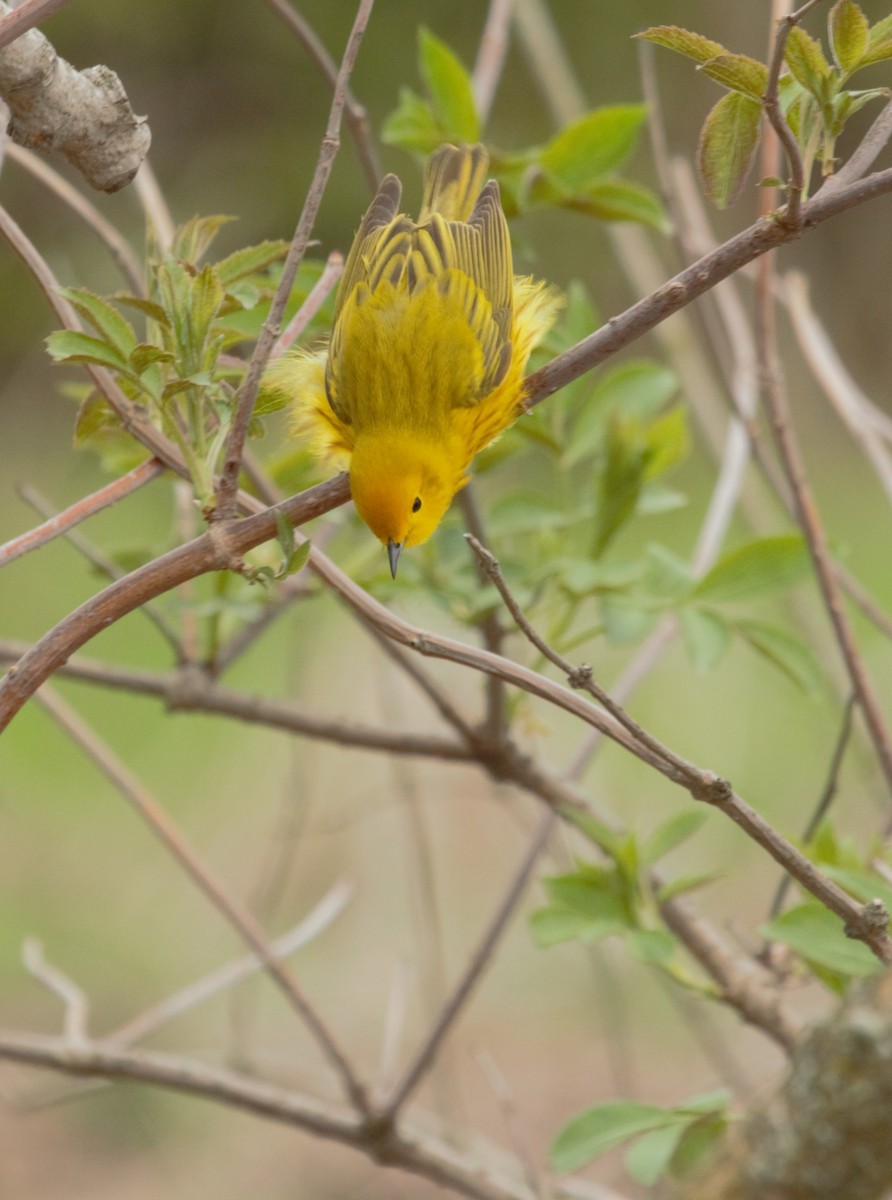 Yellow Warbler - ML159291021