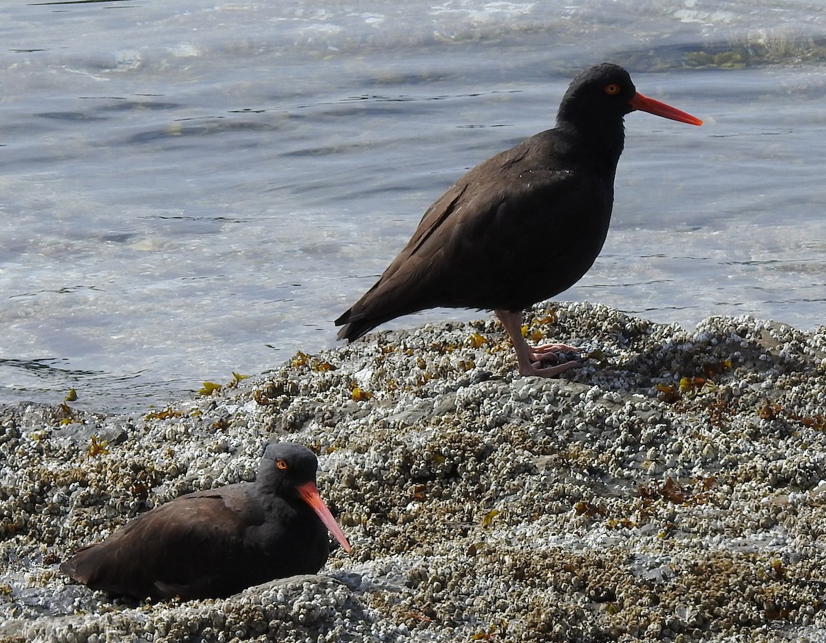 Black Oystercatcher - ML159291031