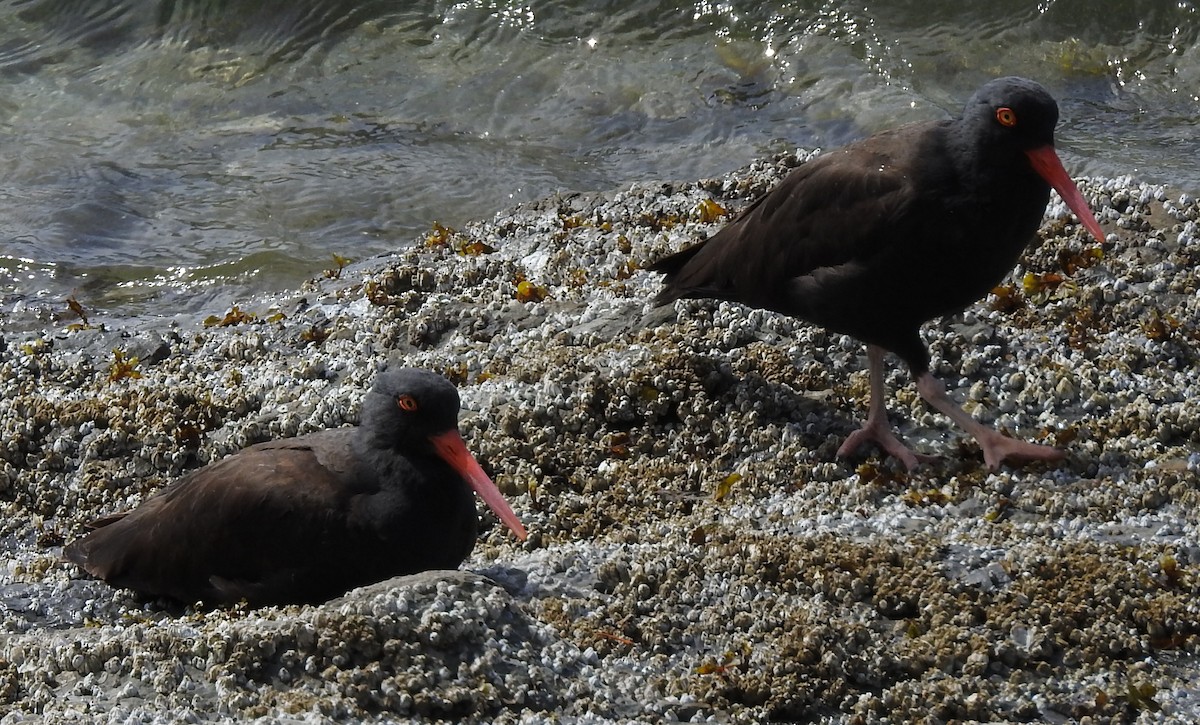 Black Oystercatcher - ML159291051