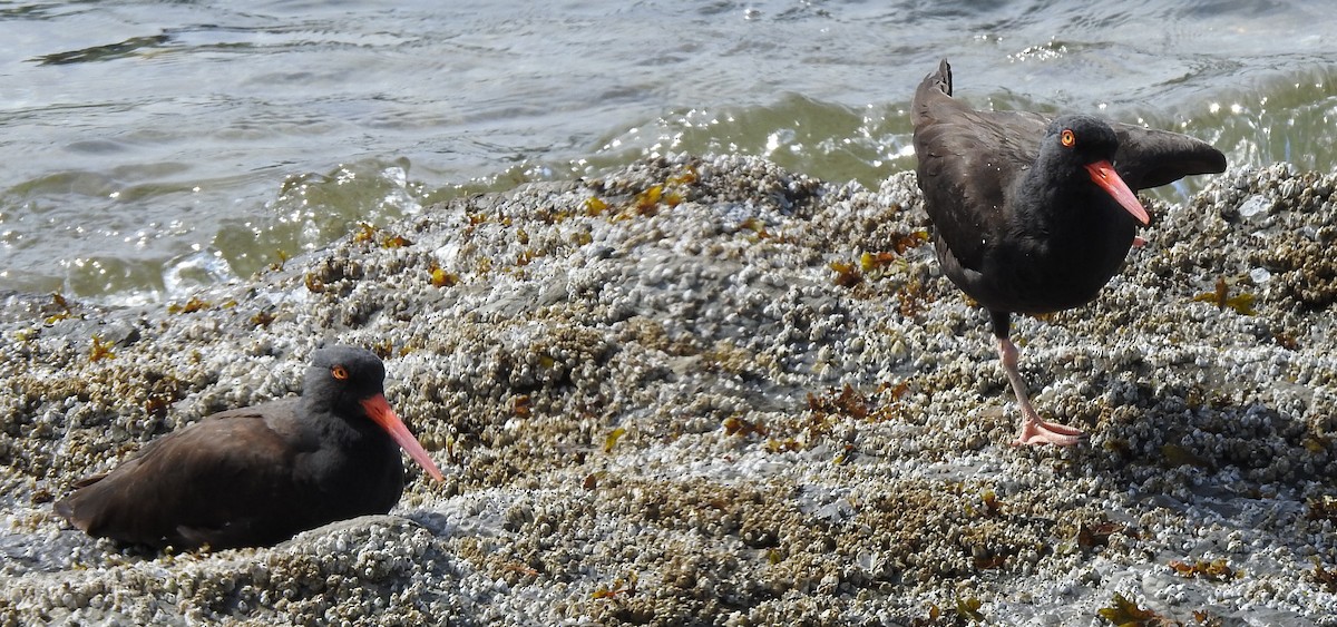 Black Oystercatcher - Holly Becker