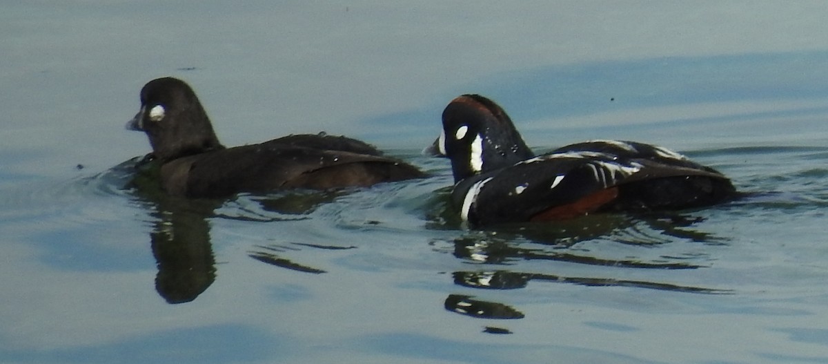 Harlequin Duck - ML159291151