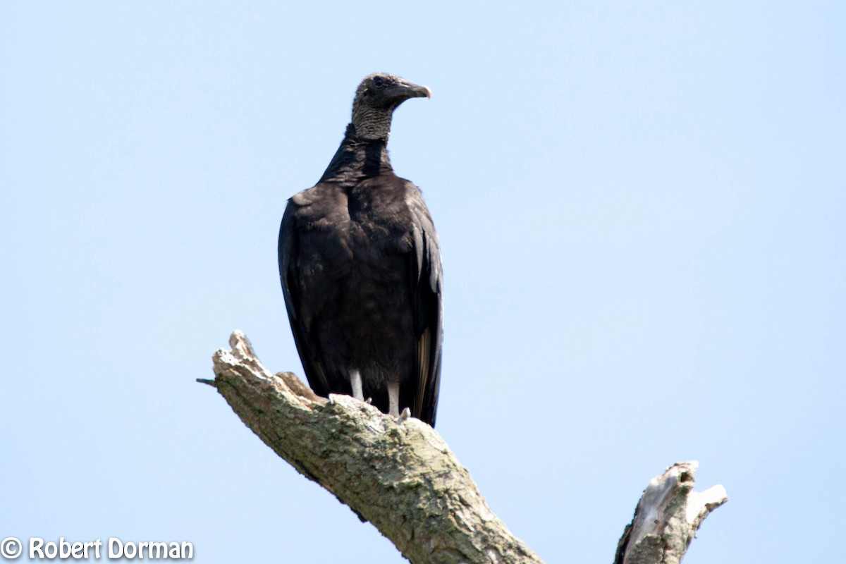 Black Vulture - ML159291311