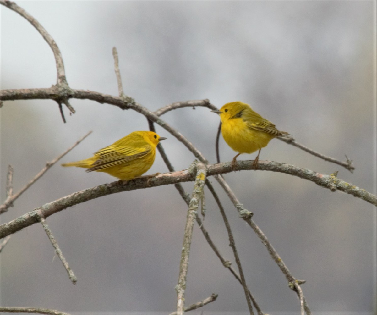 Yellow Warbler - ML159291431