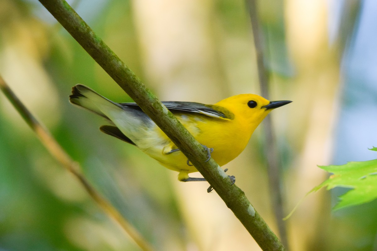 Prothonotary Warbler - ML159295161