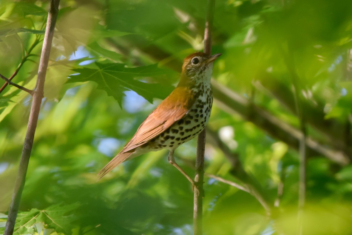 Wood Thrush - ML159295181