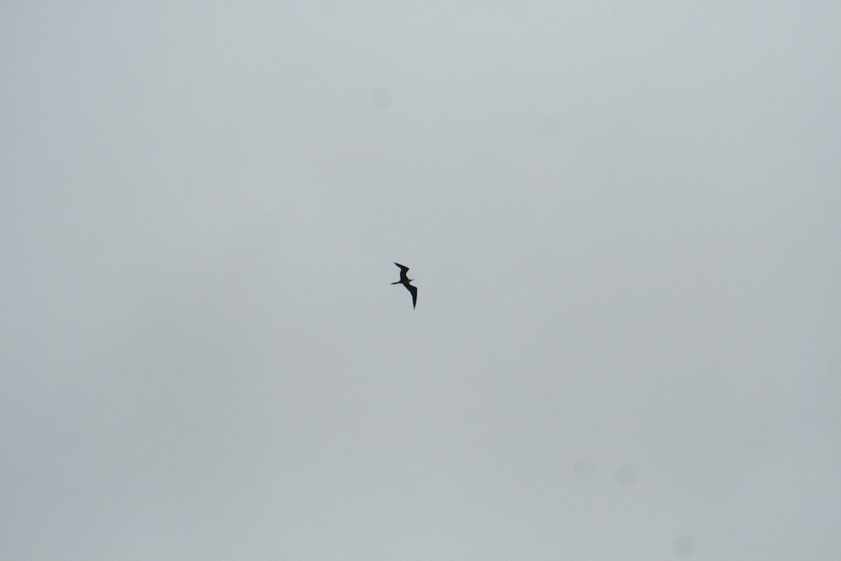 Magnificent Frigatebird - ML159295451