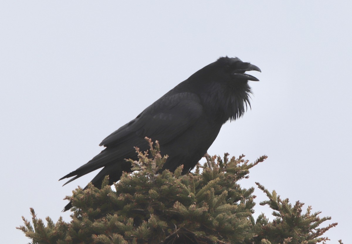 Common Raven - john tuach