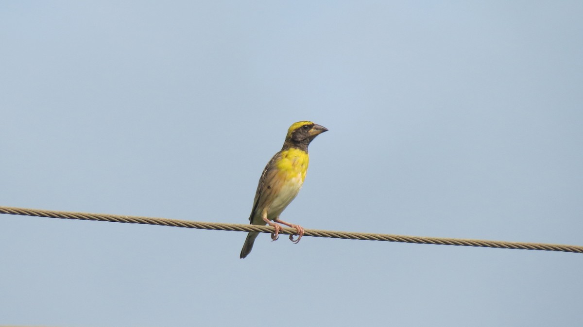 Baya Weaver - ML159295851