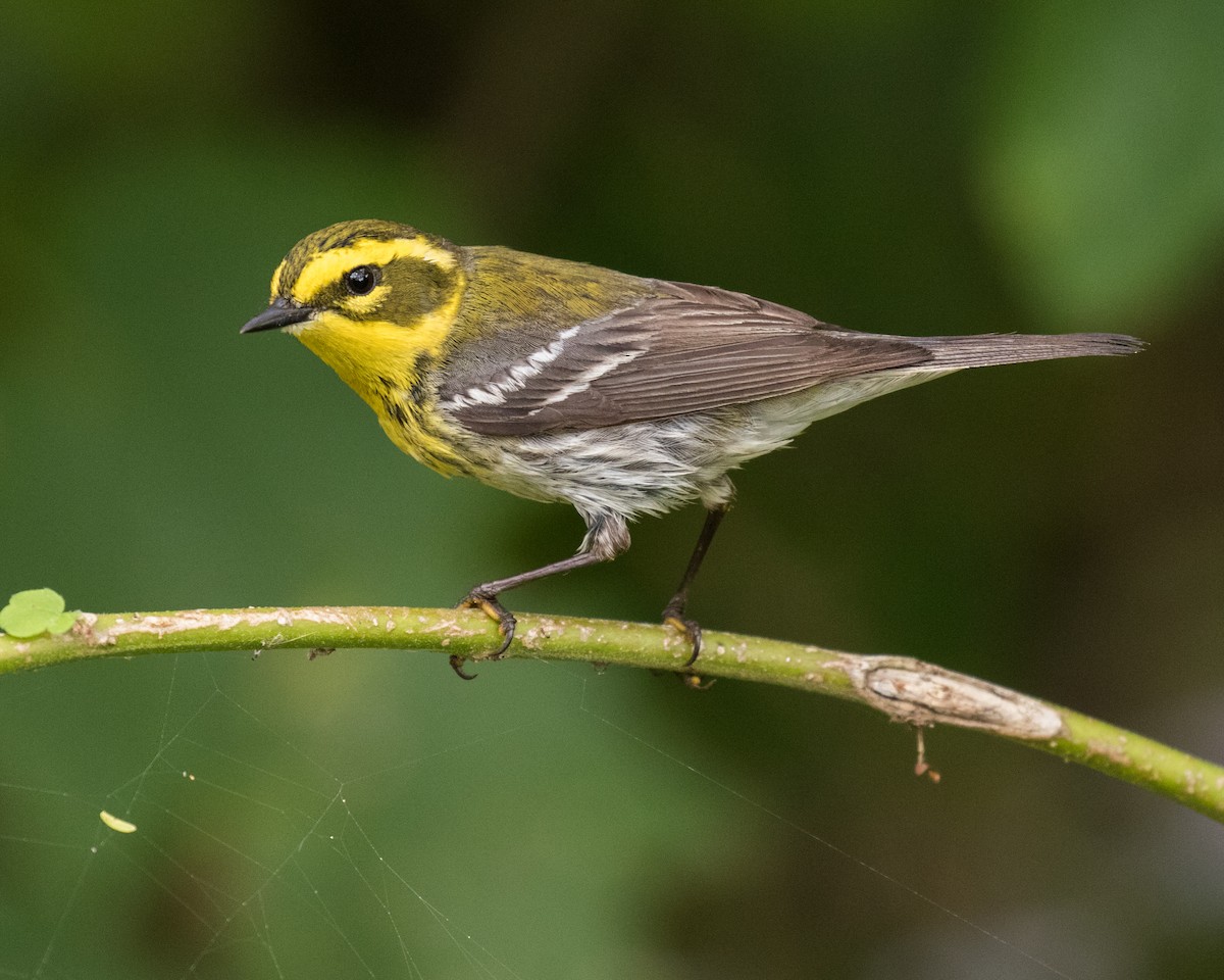 Townsend's Warbler - Edward Plumer