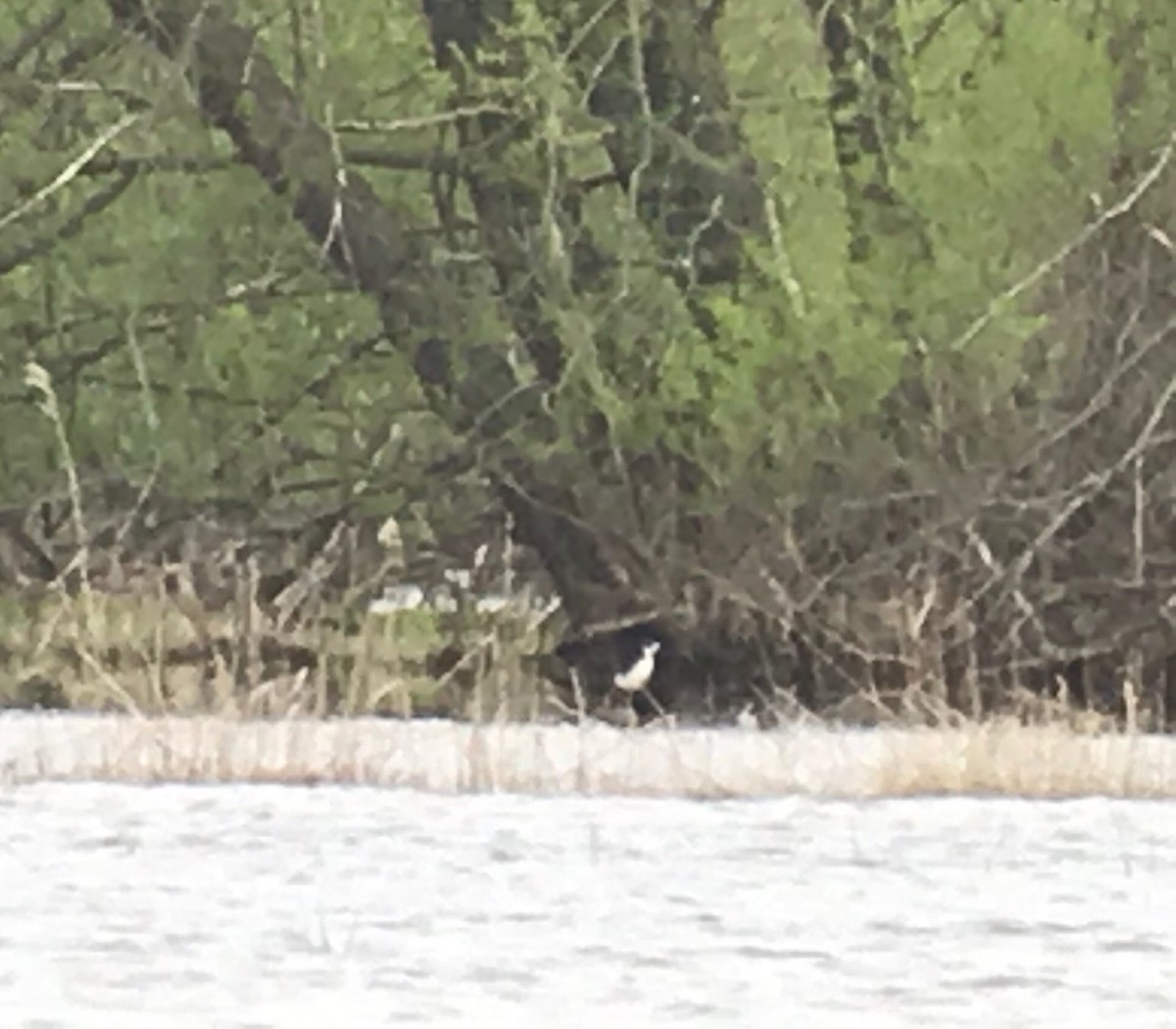 Black-necked Stilt - ML159297141