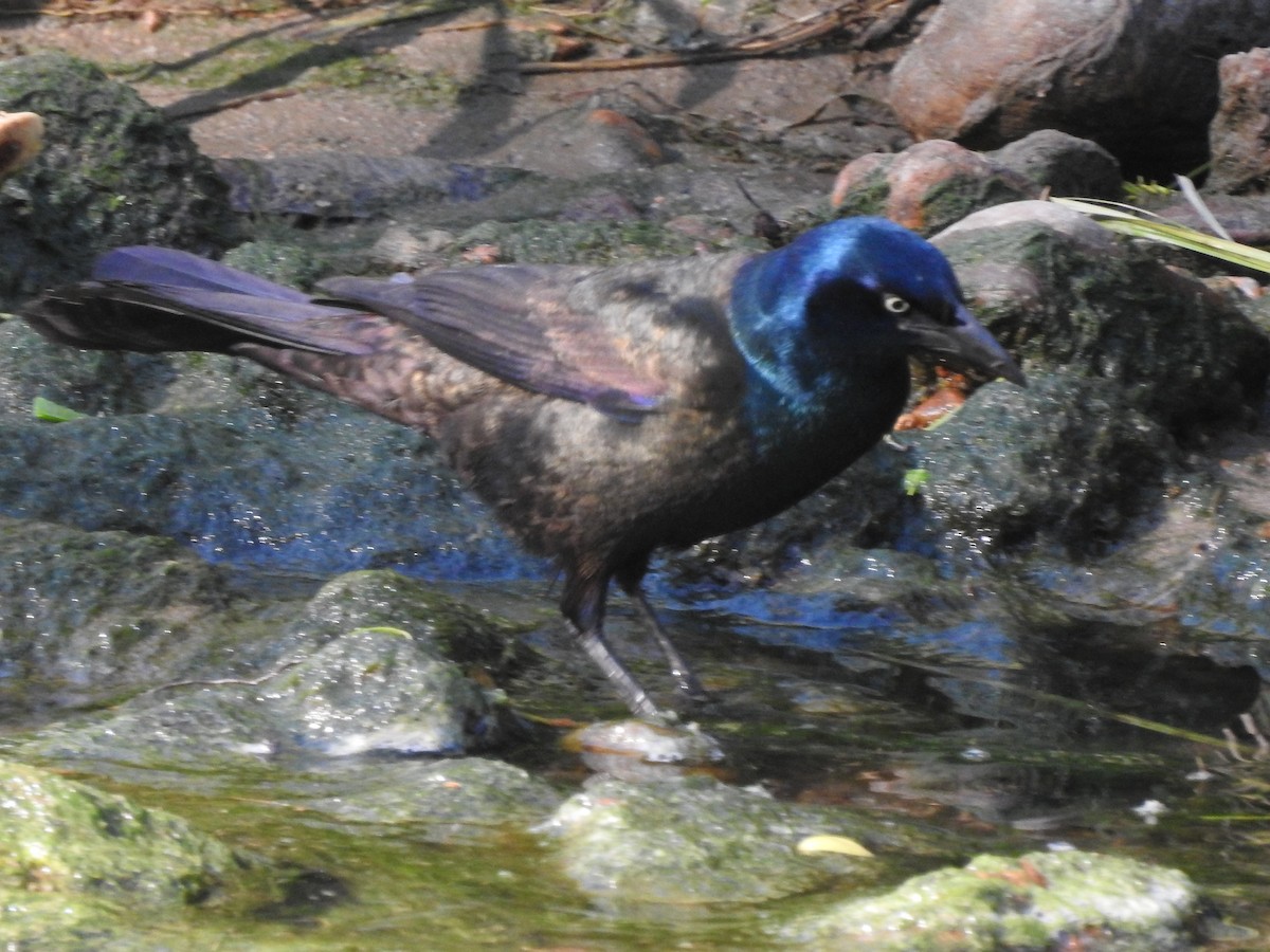 Common Grackle - ML159297381