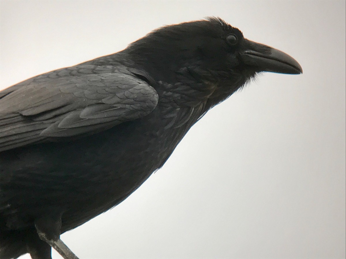 Common Raven - ML159297551