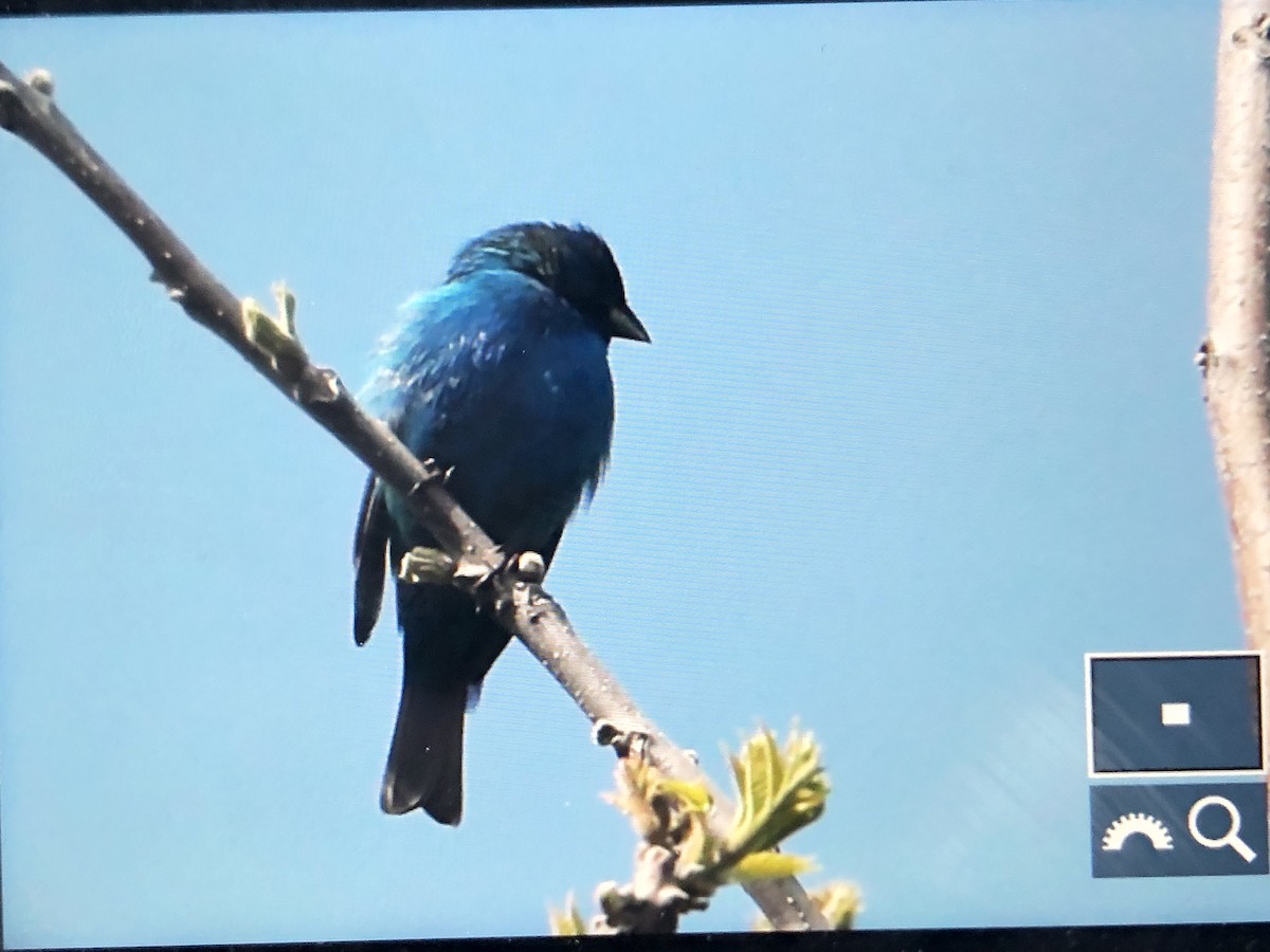 Indigo Bunting - ML159298061