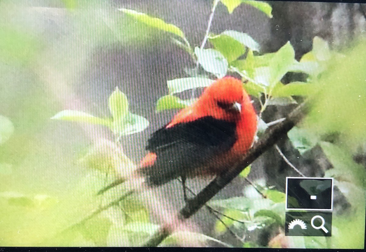 Scarlet Tanager - ML159298081