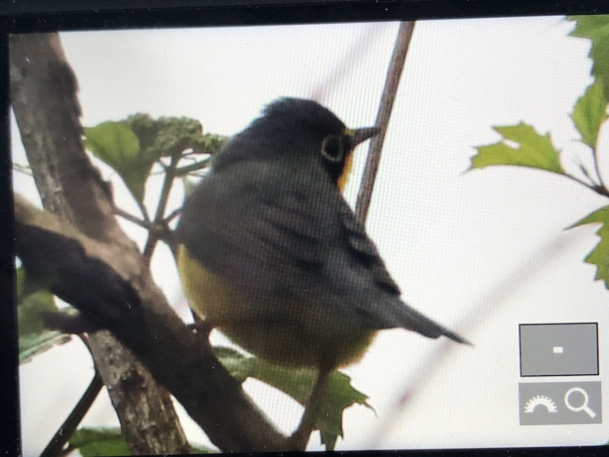 Canada Warbler - ML159298121