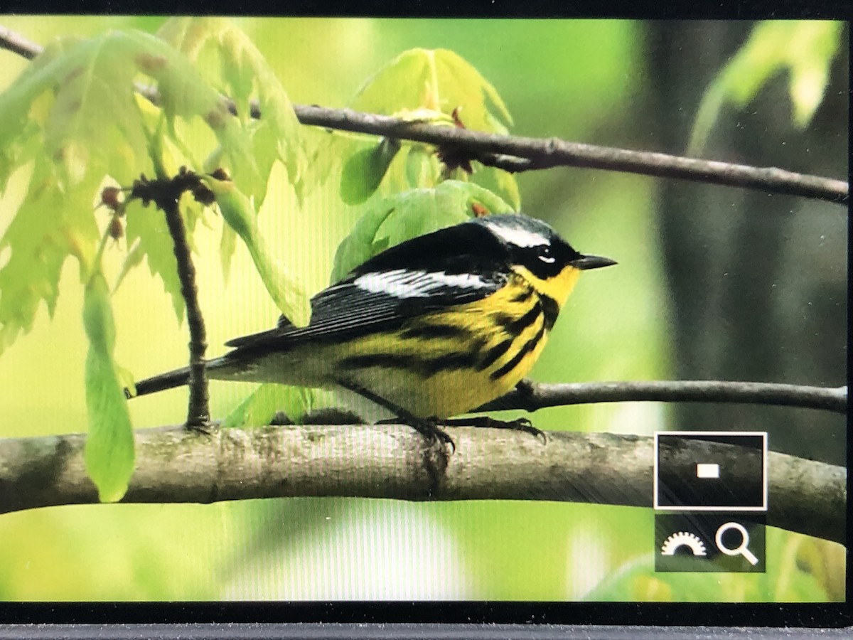 Magnolia Warbler - ML159298311