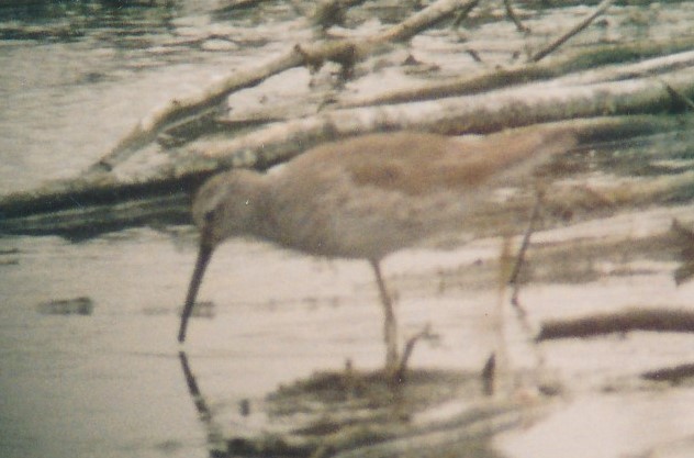 Stilt Sandpiper - ML159300611