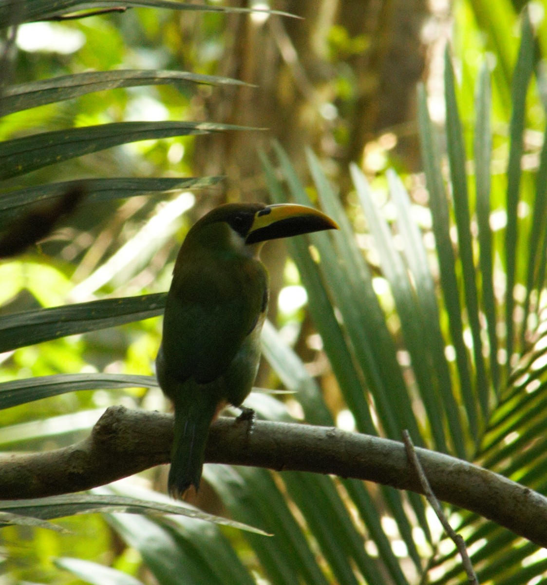 Toucanet émeraude - ML159301061