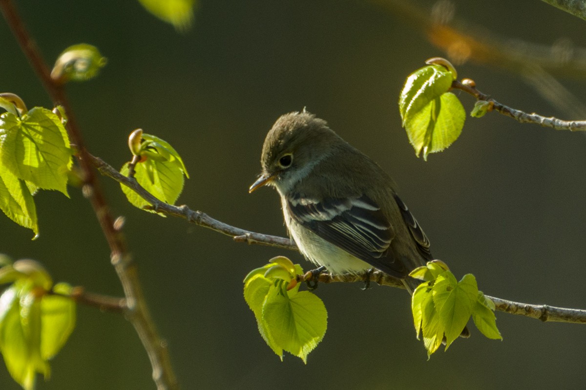 Least Flycatcher - ML159303431