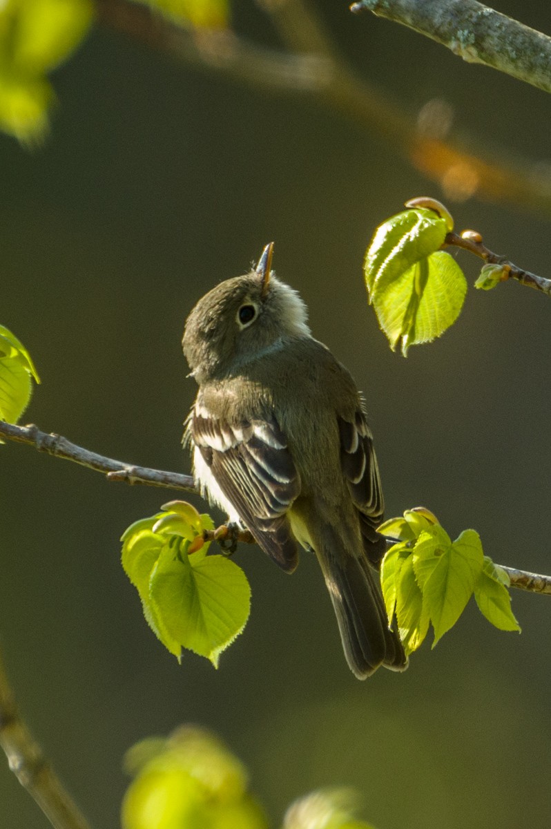 Least Flycatcher - ML159303441