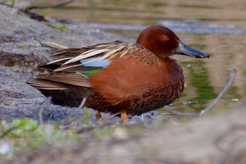 Cinnamon Teal - ML159303491
