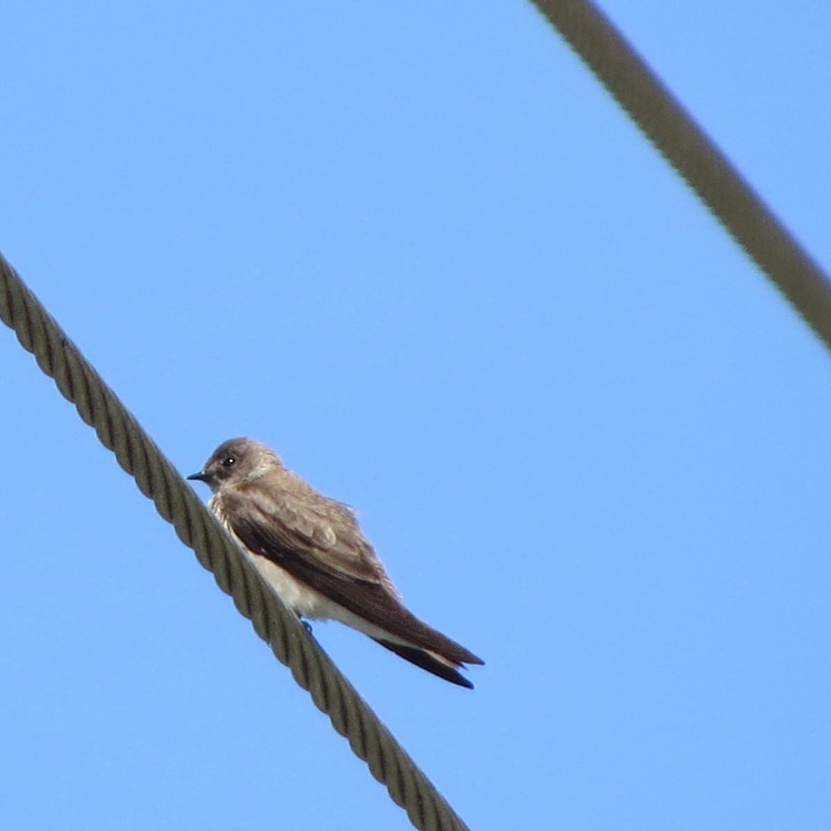 Northern Rough-winged Swallow - ML159305511