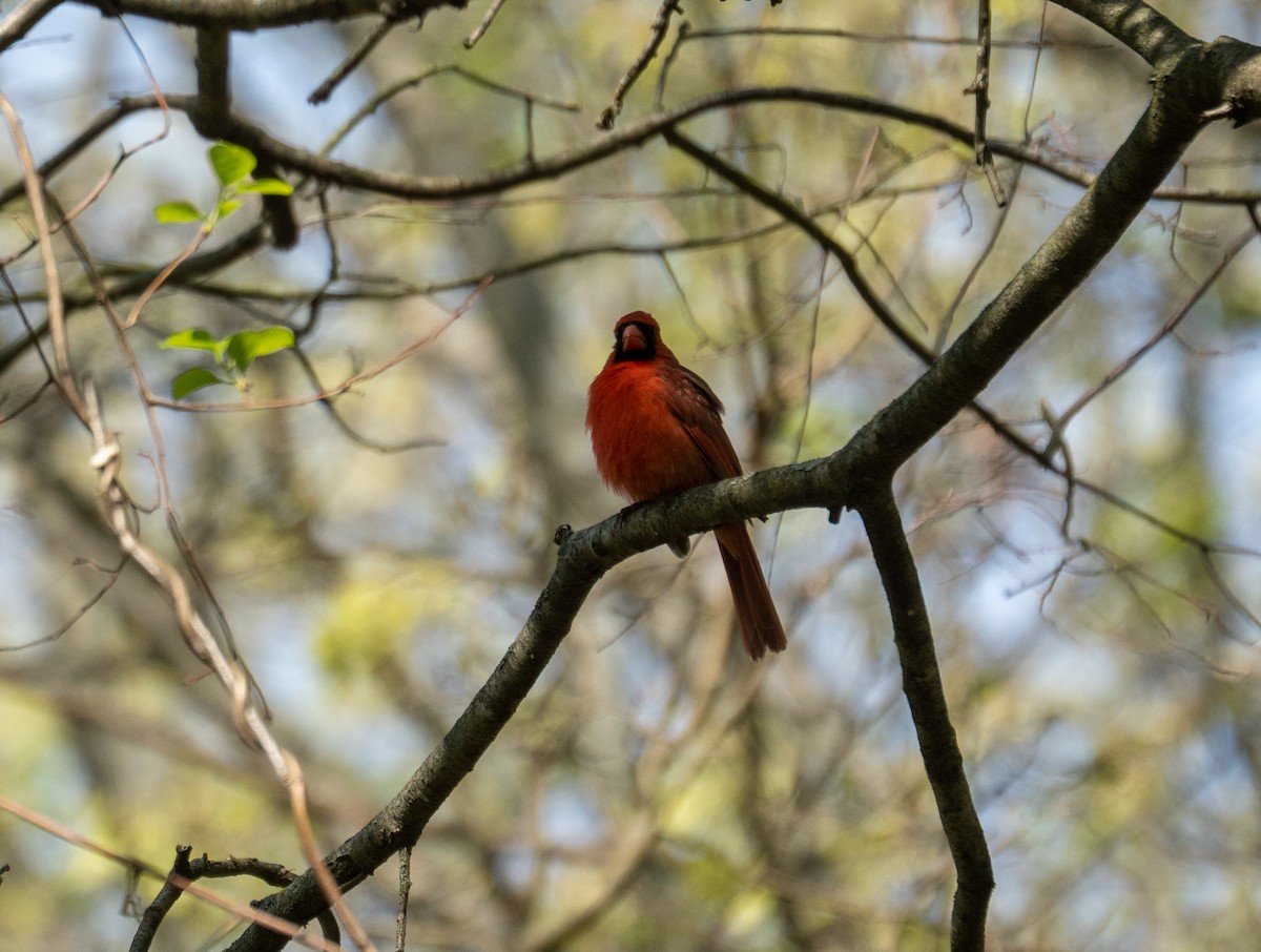 Northern Cardinal - ML159305971