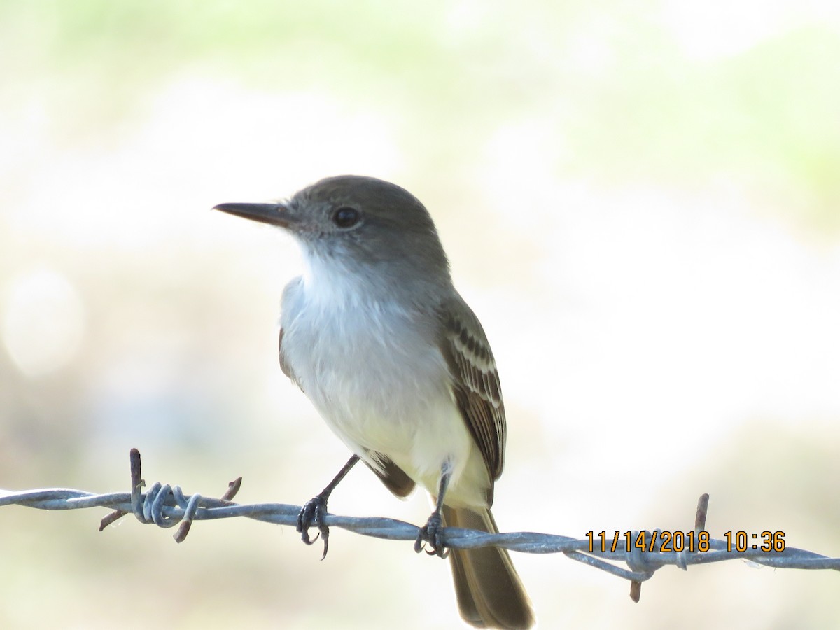 La Sagra's Flycatcher - ML159306511