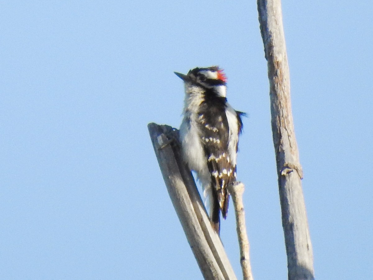 Downy Woodpecker - ML159306781