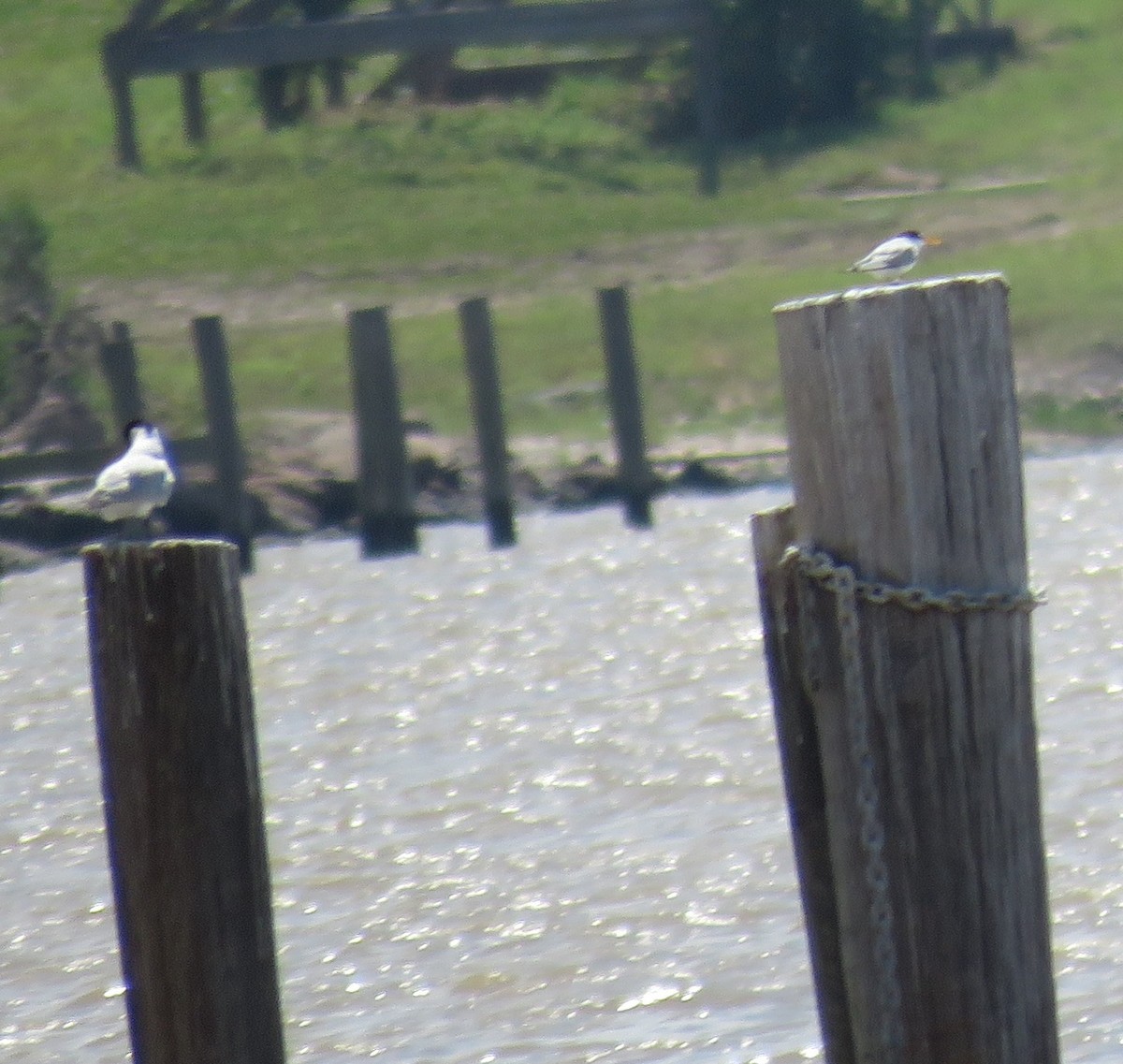 Least Tern - ML159308991