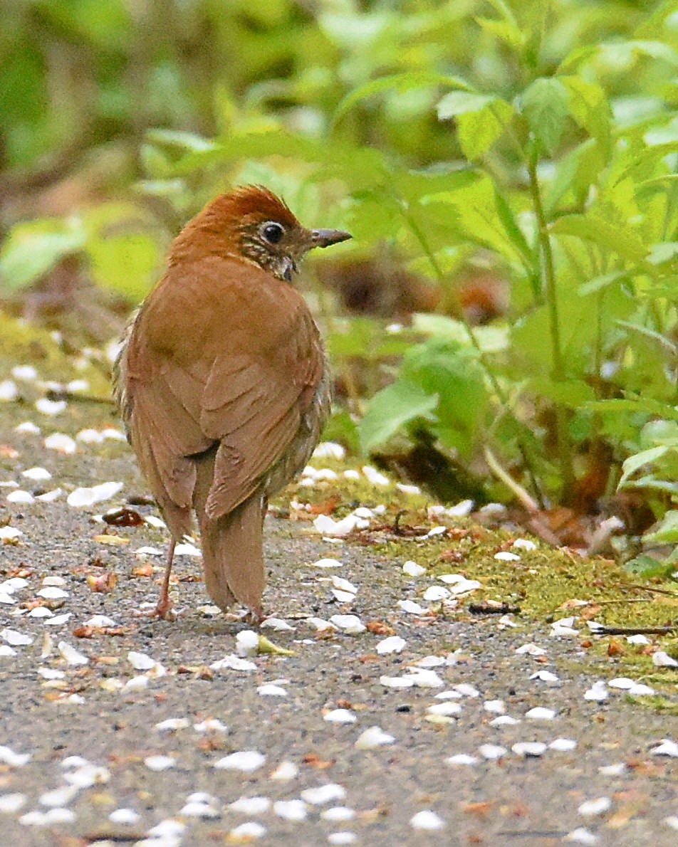 Wood Thrush - ML159310201