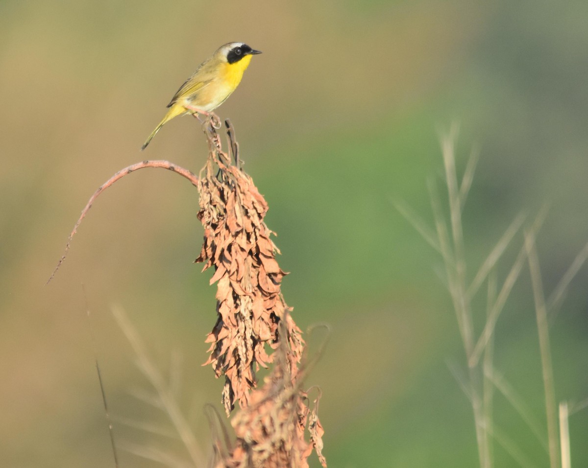 Common Yellowthroat - Mike Conway