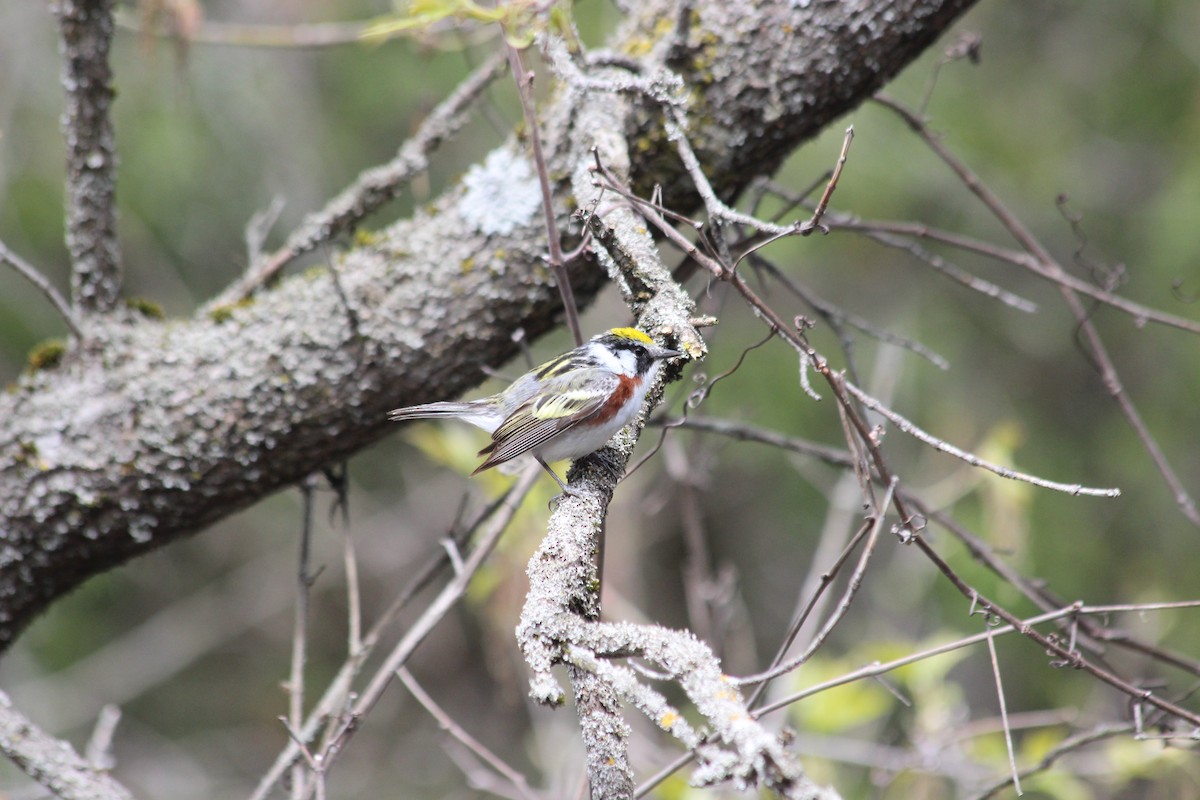 Chestnut-sided Warbler - ML159314361