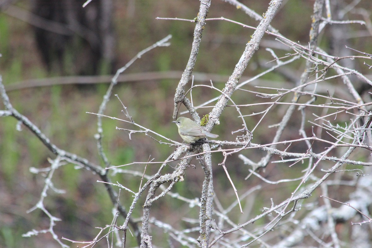 Black-throated Blue Warbler - Shauna Ryner