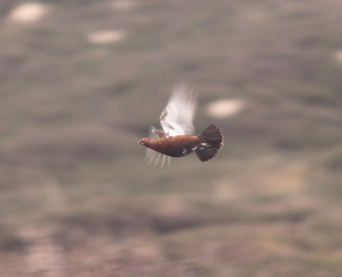 Willow Ptarmigan (Red Grouse) - ML159315271